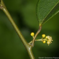 Hypserpa nitida Miers ex Benth.